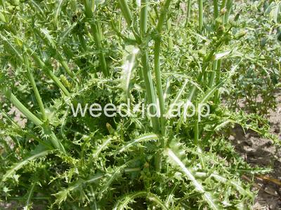 sowthistle, spiny