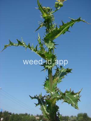 sowthistle, spiny