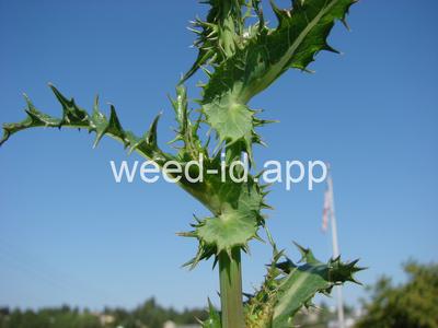 sowthistle, spiny