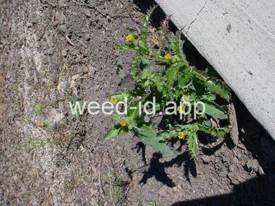 sowthistle, spiny