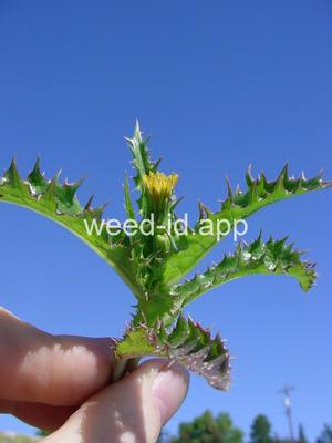 sowthistle, spiny