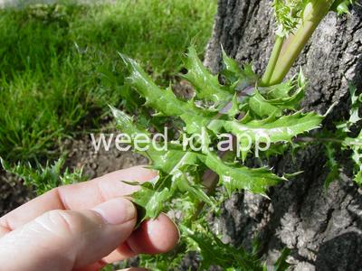 sowthistle, spiny