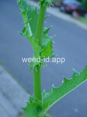 sowthistle, spiny