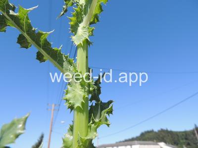 sowthistle, spiny