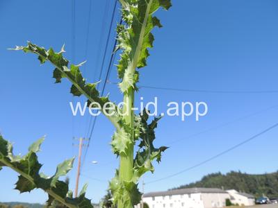 sowthistle, spiny