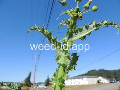 sowthistle, spiny