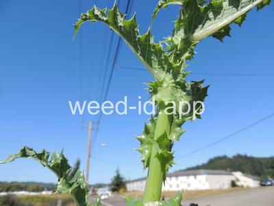sowthistle, spiny