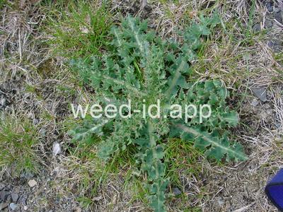 sowthistle, spiny