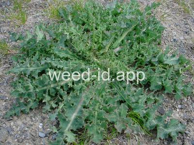 sowthistle, spiny