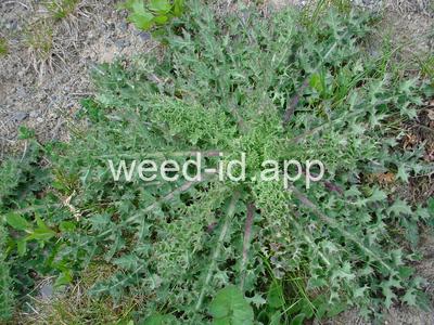 sowthistle, spiny