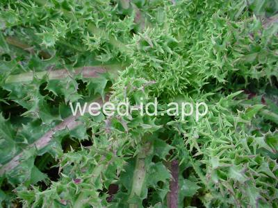 sowthistle, spiny