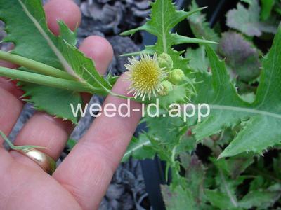 sowthistle, annual
