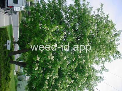 mountain-ash, European
