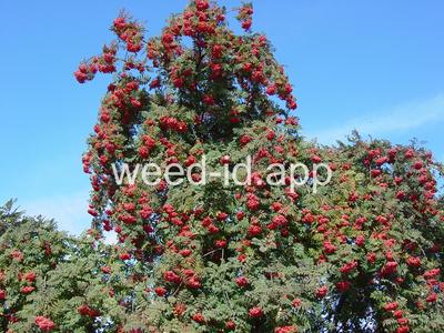 mountain-ash, European