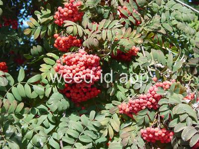 mountain-ash, European