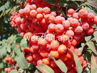 mountain-ash, European