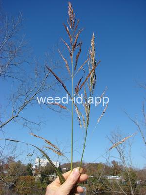 Sorghum halepense