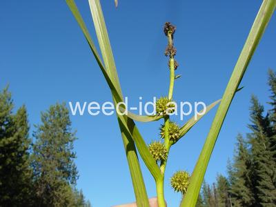 Sparganium eurycarpum