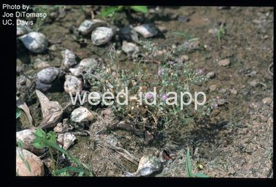 sandspurry, Boccone's