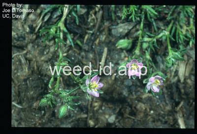 sandspurry, Boccone's