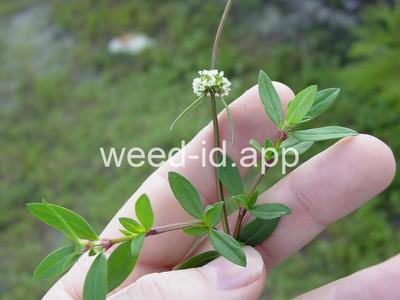 Spermacoce verticillata