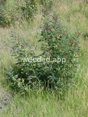 swainsonpea