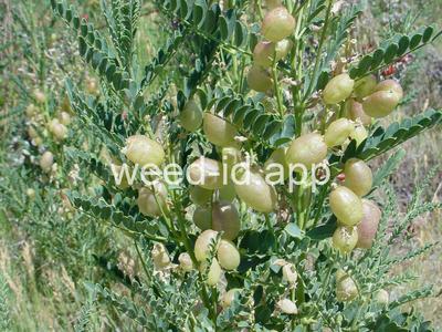 swainsonpea