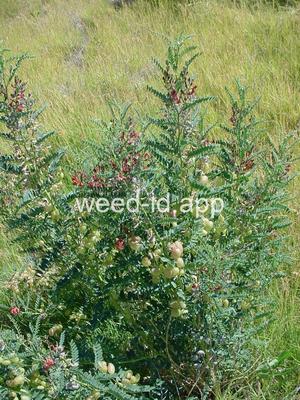swainsonpea