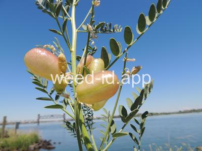 swainsonpea