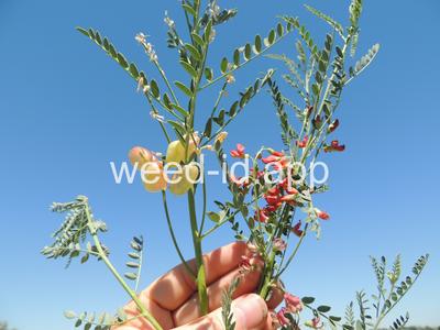 swainsonpea