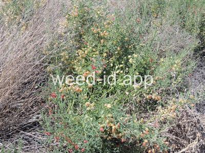 swainsonpea
