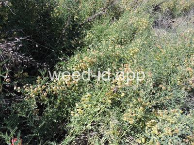 swainsonpea
