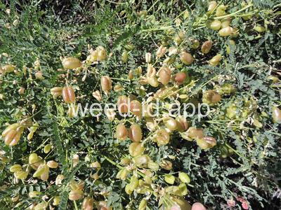 swainsonpea