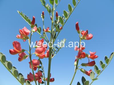 swainsonpea