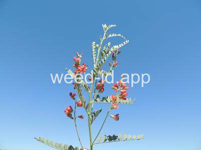 swainsonpea