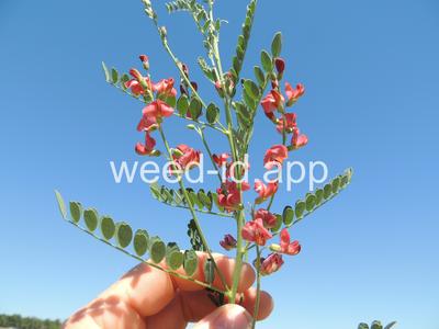 swainsonpea