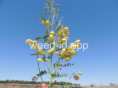 swainsonpea