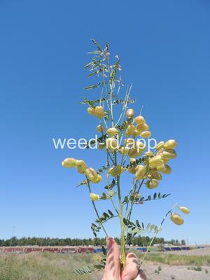 swainsonpea