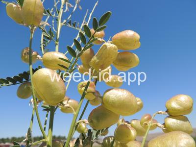 swainsonpea
