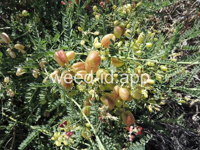 swainsonpea