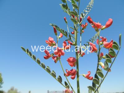 swainsonpea