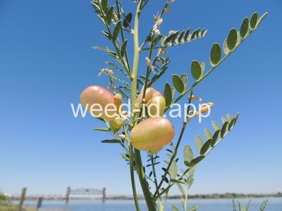 swainsonpea