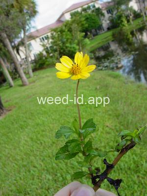 Sphagneticola trilobata