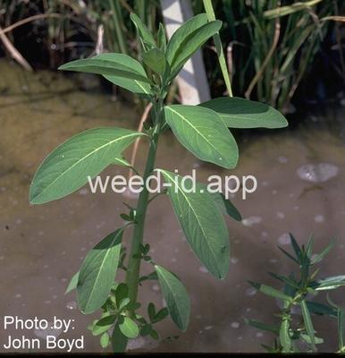 gooseweed