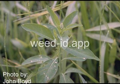 gooseweed