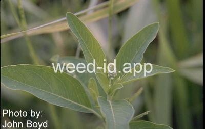 gooseweed