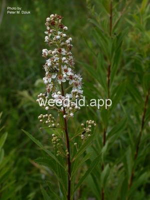meadowsweet