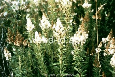 meadowsweet