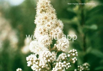 meadowsweet