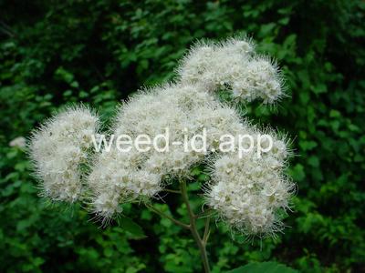 Spiraea betulifolia